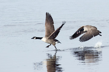 Canada Goose