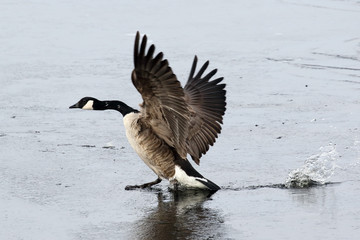 Canada Goose