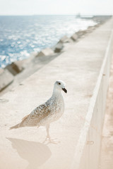 seagull on pier