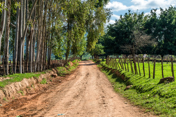 Fototapeta na wymiar dirt road crossing a farm in Brazil