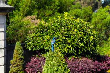 the blue bird entrance to the garden	