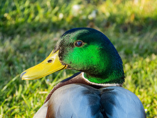 mallard - drake, colorful head