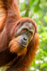 Sumatran Orang-utan - Pongo abelii, hominid primate from Sumatran forests, Indonesia.