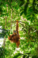 Sumatran Orang-utan - Pongo abelii, hominid primate from Sumatran forests, Indonesia. © David