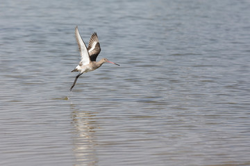 Black-tailed Godwit with non-breeding plumage taking off from a lake Dubai