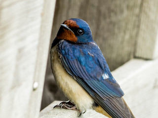 Portrait of Barn Swallow - Hirundo rustica