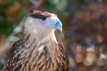 Crested Caracara Falcon also known as Mexican Eagle