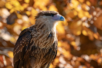 Crested Caracara Falcon also known as Mexican Eagle