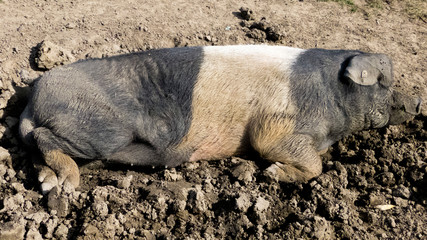 Domestic pig lies in a wallow.