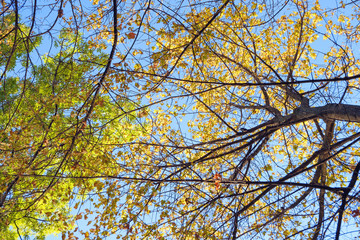 yellow leaves on the crown of trees