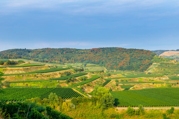 Fototapeta na wymiar Germany, Colorful autumn forest behind green terraces of grapevine plants in Kaiserstuhl landscape