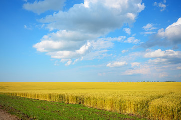 Wheat field summer sunny day under cloudy blue sky