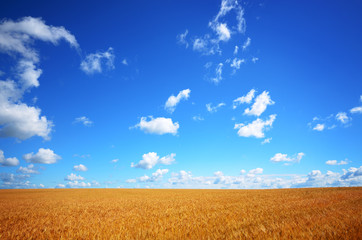 Obraz premium Wheat field summer sunny day under cloudy blue sky