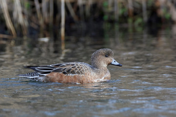 Eurasian wigeon (Mareca penelope)