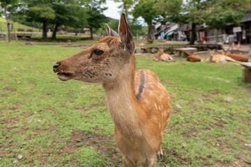 Nodding dear of Nara