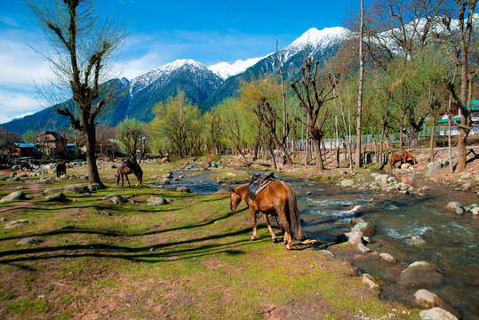 Pahalgam village,Kashmir,India during spring or autumn season. The beautiful village near the river  surrounding by the nature.
