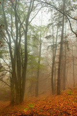 Red leaves of a beech lying on the ground. Autumn in a wild hazy forest. Healthy lifestyle.