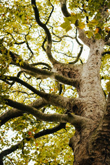 tree in autumn