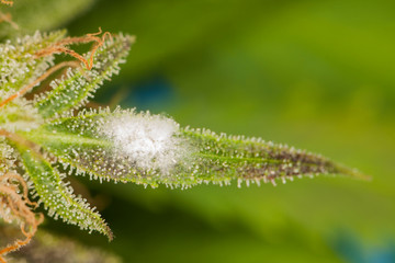 white mold on the plant cannabis