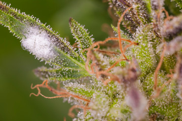 white mold on the plant cannabis