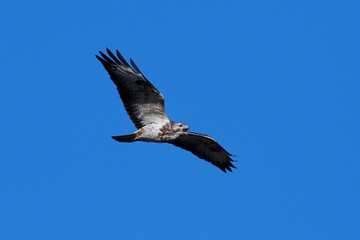 Common buzzard (Buteo buteo)