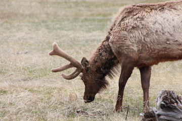 elk in the forest