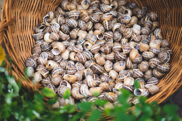 many snail shells