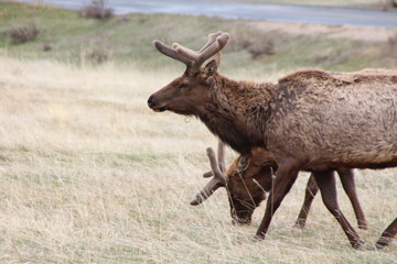 elk in field