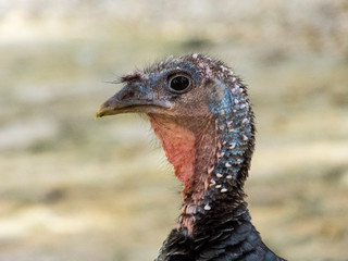 Closeup of a turkey