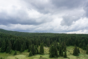Fototapeta na wymiar Up view of a green forest