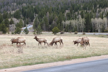 Fototapeta na wymiar elk in field