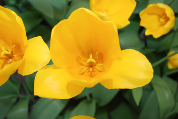 Tulip Muscadet (Single Late Group) grown in flowerbed. Spring time in Netherlands.