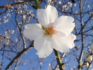 Almond blossom in Algarve, Portugal
