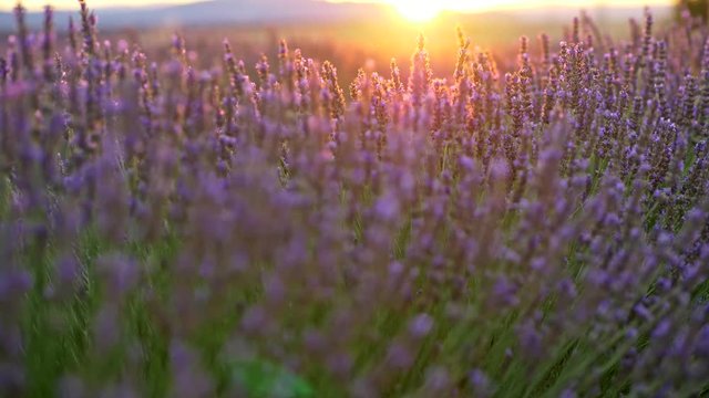 Panning close-up shot of lavender field in the sunset rays. Provence, France. 4K, UHD