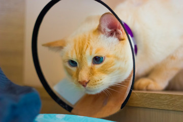 Thai white with red marks cat wearing cone on collar