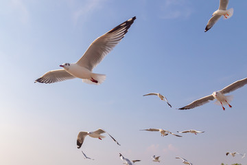 The herd of gulls is flying in the blue sky. Seagull migrated to the Gulf of Thailand during the winter at Bangpoo municipality, Samut Prakan province , Thailand.