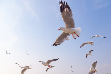 The herd of gulls is flying in the blue sky. Seagull migrated to the Gulf of Thailand during the winter at Bangpoo municipality, Samut Prakan province , Thailand.