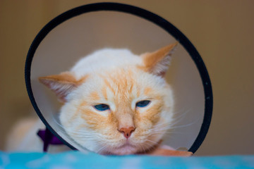 Thai white with red marks cat wearing cone on collar