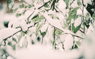 First snowfall. Apple leaves in the snow