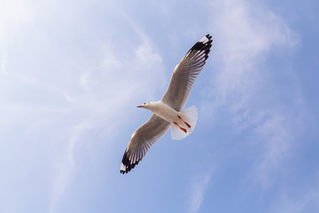 The herd of gulls is flying in the blue sky. Seagull migrated to the Gulf of Thailand during the winter at Bangpoo municipality, Samut Prakan province , Thailand.	