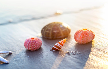 Sea urchin shells on wet sand beach