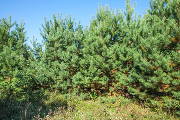 Thickets of young pine trees in the forest. Sunny glade on a summer day.
