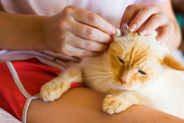 Women cleans cats ears