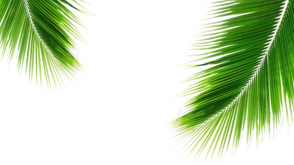 Obraz premium twins palms leaf on white background