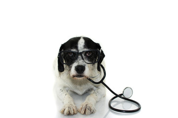 FUNNY AND SERIOUS DOG WITH STETHOSCOPE AND EYE GLASSES LYING DOWN AGAINST WHITE BACKGROUND. ISOLATED SHOT STUDIO.
