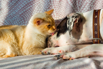 English pointer and the cat lie on the couch on a sunny day