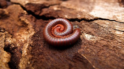 Macro of orange and brown millipede on old wood in the forest