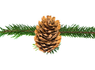 tree isolated on white background