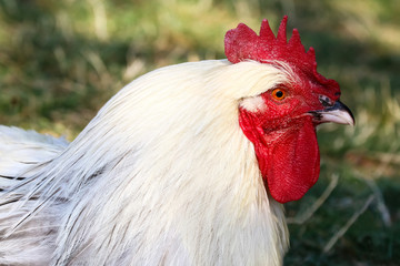 Weißer Hahn, Gallus deomesticus