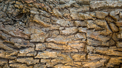 Hintergrund Baumrinde